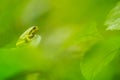 Boomkikker, Common Tree Frog, Hyla arborea Royalty Free Stock Photo