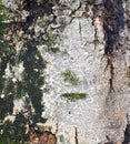 Boomschors met mos; Treetrunk with moss; Minca, Colombia