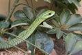 Boomslang Royalty Free Stock Photo