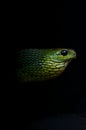 Boomslang Royalty Free Stock Photo