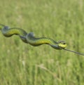 Boomslang (Dispholidus Typus)