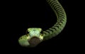 Boomslang Dispholidus typus