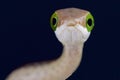 Boomslang / Dispholidus typus Royalty Free Stock Photo