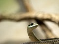 The Boomslang, Dispholidus typus, looks out for prey, most often chameleons, with large eyes