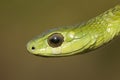 Boomslang snake Royalty Free Stock Photo