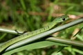 Boomslang Snake Royalty Free Stock Photo