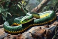 Boomslang snake in the wild nature. Dangerous snake Royalty Free Stock Photo