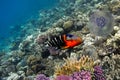 Boomtail wrasse (Cheilinus lunulatus Royalty Free Stock Photo