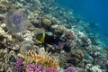 Boomtail wrasse (Cheilinus lunulatus Royalty Free Stock Photo