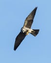 Boomvalk, Eurasian Hobby, Falco subbuteo Royalty Free Stock Photo