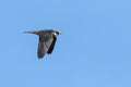 Boomvalk, Eurasian Hobby, Falco subbuteo Royalty Free Stock Photo