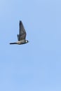 Boomvalk, Eurasian Hobby, Falco subbuteo Royalty Free Stock Photo