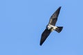 Boomvalk, Eurasian Hobby, Falco subbuteo Royalty Free Stock Photo