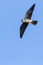 Boomvalk, Eurasian Hobby, Falco subbuteo Royalty Free Stock Photo