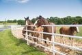 Boonville, MO - May 30, 2017: A group of mares and young Clydes