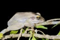 Boophis doulioti, kirindy Royalty Free Stock Photo