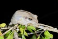 Boophis doulioti, kirindy Royalty Free Stock Photo