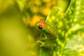 Boophis lilianae, frog from Ranomafana National Park, Madagascar wildlife Royalty Free Stock Photo