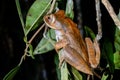 Boophis madagascariensis, andasibe Royalty Free Stock Photo