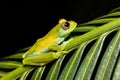 Boophis sibilans, frog from Ranomafana National Park, Madagascar wildlife