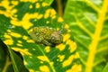 Boophis sibilans, frog from Ranomafana National Park, Madagascar wildlife