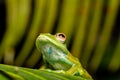 Boophis sibilans, frog from Ranomafana National Park, Madagascar wildlife