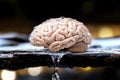 Unlock Your Mental Potential Explore the Cognitive Advantages of Optimal Hydration with This Engaging Brain-Shaped Infographic