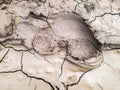 Boot footprint on the dried clay surface. Cracked dry soil with shoeprint. Shoe marks on clay soil. Royalty Free Stock Photo