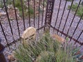 Boot Hill cemetery in Tombstone Arizona USA Royalty Free Stock Photo