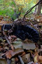 Boot left in the forest Royalty Free Stock Photo