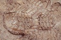 Boot print in brown mud Royalty Free Stock Photo