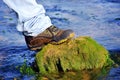 Boot on a rock in water