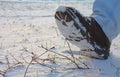 Boot in Snow Royalty Free Stock Photo