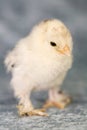 Booted bantam chicken Royalty Free Stock Photo