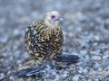 Booted Bantam in nature