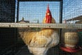 Booted bantam rosster in a cage Royalty Free Stock Photo