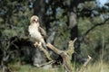 Booted eagle