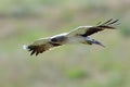 The Booted Eagle (Aquila pennata) Royalty Free Stock Photo