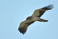 The Booted Eagle (Aquila pennata) Royalty Free Stock Photo