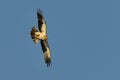 The Booted Eagle (Aquila pennata) Royalty Free Stock Photo