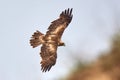 Booted eagle (Aquila pennata) in natural habitat Royalty Free Stock Photo