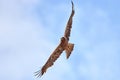 Booted eagle (Aquila pennata) in natural habitat Royalty Free Stock Photo