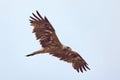 Booted eagle (Aquila pennata) in natural habitat Royalty Free Stock Photo
