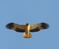 Booted eagle