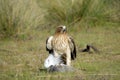 Booted eagle with a dove