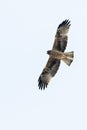 Booted Eagle, Dwergarend, Hieraaetus pennatus