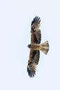 Booted Eagle, Dwergarend, Hieraaetus pennatus