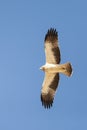 Booted Eagle, Dwergarend, Hieraaetus pennatus