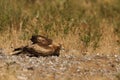 Booted eagle