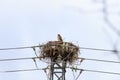 Booted eagle upon electricity pole in Spanish Ceguilla